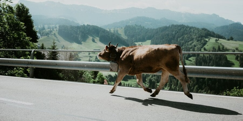 Швейцарія програла суд за коров’ячий сир із великими дірками
