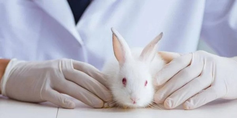 Комісія ЄС планує заборонити експерименти над тваринами, але не у всіх випадках