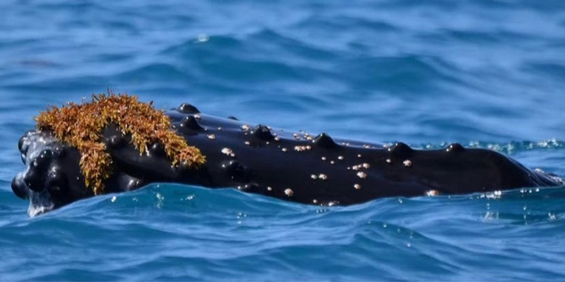Корисний спорт. Експерти пояснили, чому кити нерідко носять капелюхи з водоростей