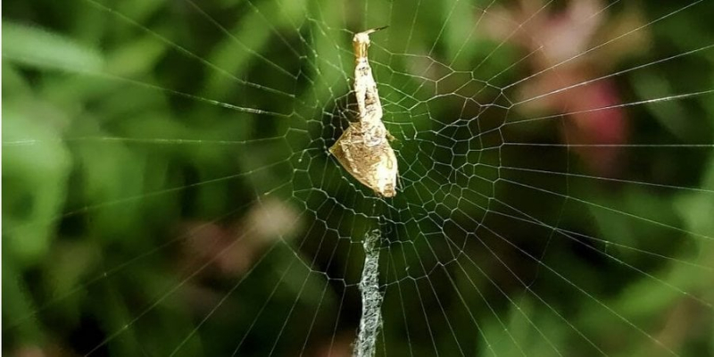 Кошмар арахнофобів. Один із видів павуків застосовує унікальну тактику для вбивства жертв