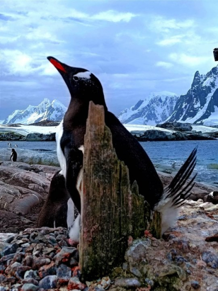 Крадуть прилади для будівництва гнізд. Українські полярники розповіли про кумедні звички антарктичних пінгвінів