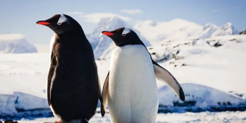 Крадуть прилади для будівництва гнізд. Українські полярники розповіли про кумедні звички антарктичних пінгвінів