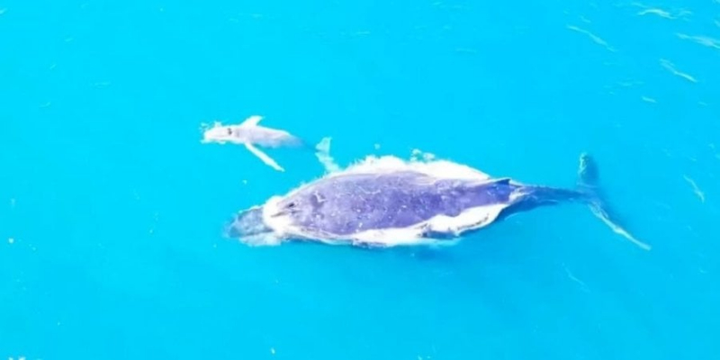 Крихітка Мобі Дік. Біля берегів Австралії побачили рідкісне біле дитинча горбатого кита — відео