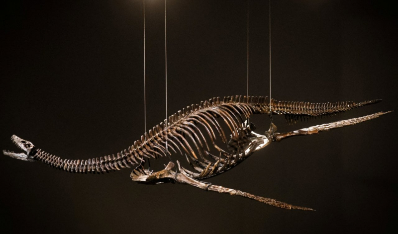 Лохнеське чудовисько. У Нью-Йорку на аукціоні виставлять рештки доісторичної морської рептилії