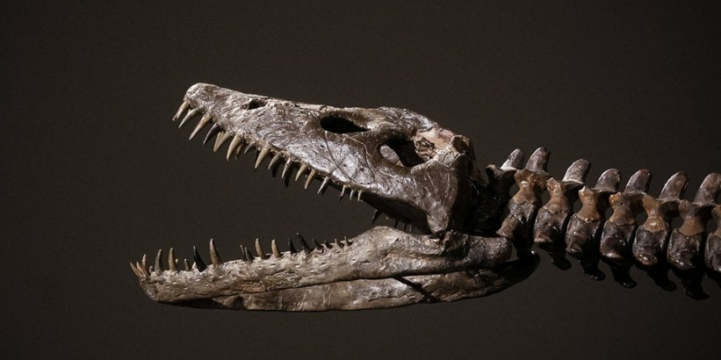 Лохнеське чудовисько. У Нью-Йорку на аукціоні виставлять рештки доісторичної морської рептилії