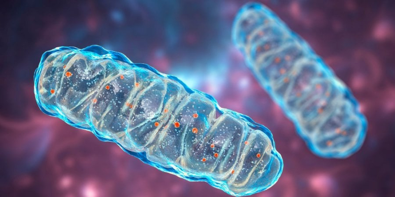Учені розповіли, яку частину ДНК ми не можемо успадкувати від батька і чому