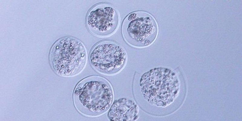 Є нюанси. Японські вчені вперше виростили в космосі ембріон миші